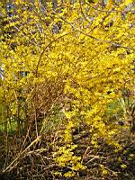 Forsythia cv. Beatrix Farrand (fam Oleacees) (Photo F. Mrugala) (2)